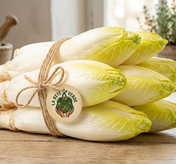 INDIVIA BELGA