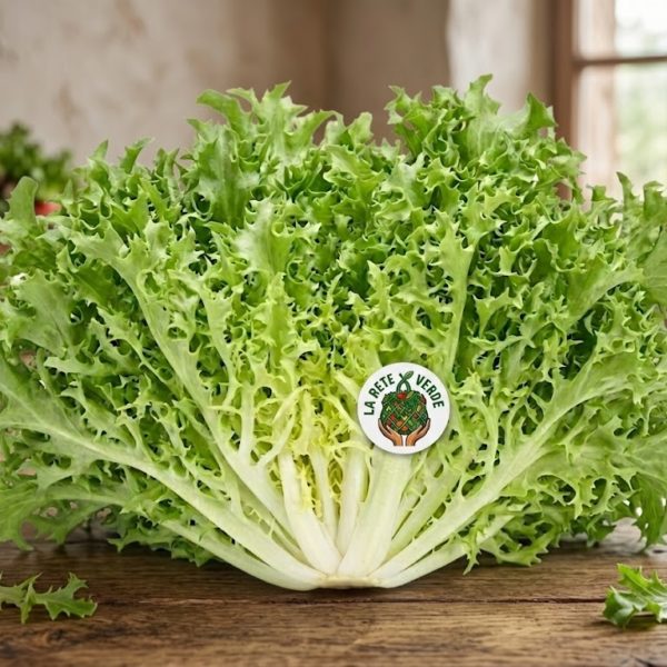 INSALATA INDIVIA