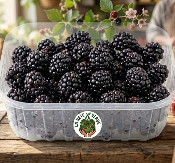 FRUTTI DI BOSCO MORA