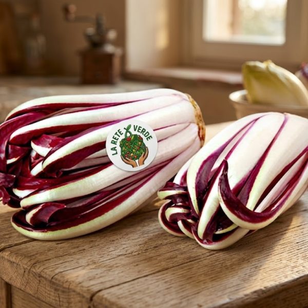 RADICCHIO TARDIVO
