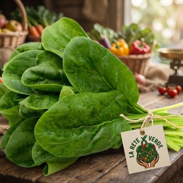 SPINACI
